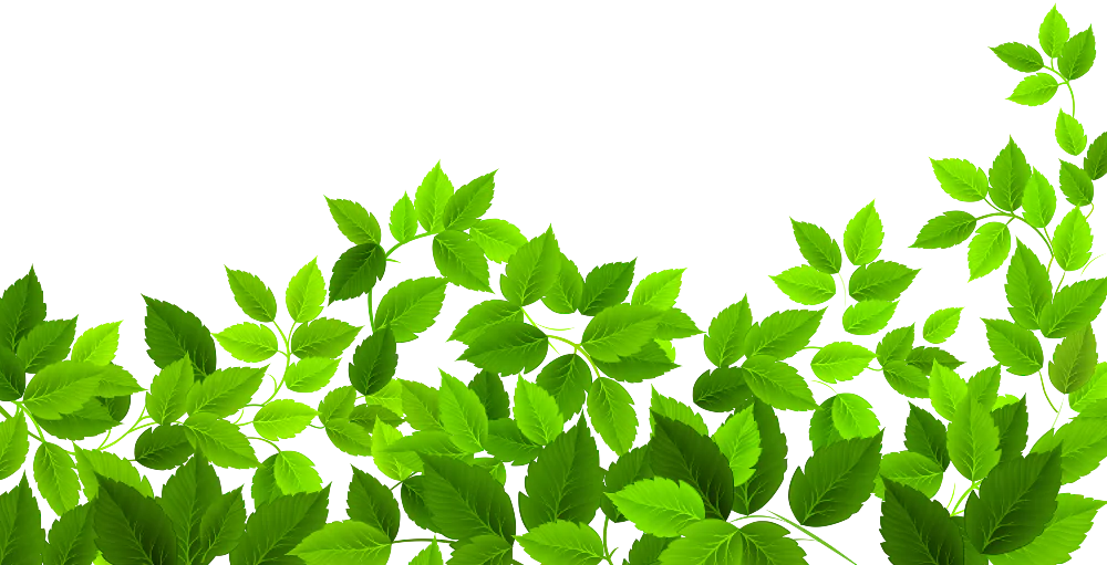 Photo of tree leaves.